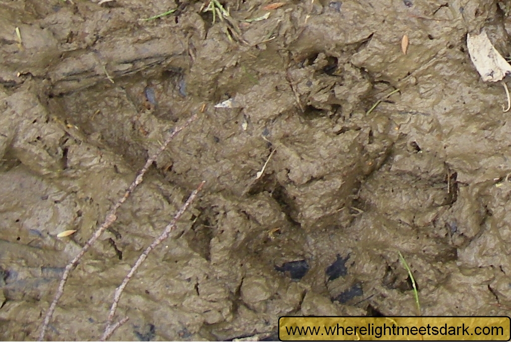 wombat footprint tracks