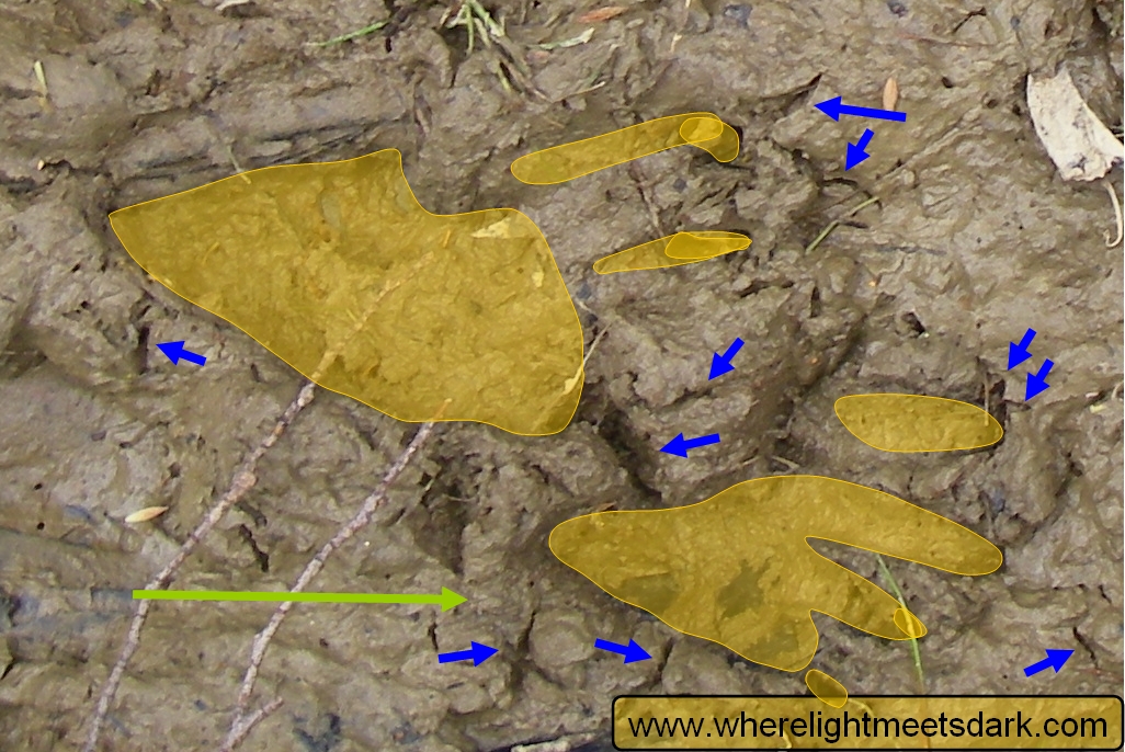 wombat footprint tracks