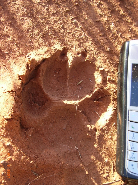 Dingo footprint track