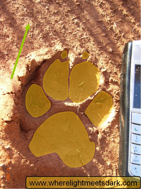 dingo footprint track