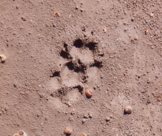 fox footprint track