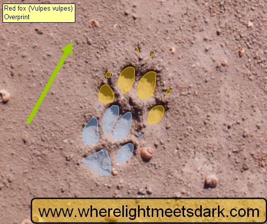 fox footprint tracks