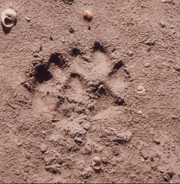 fox footprint tracks