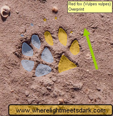 fox footprint tracks
