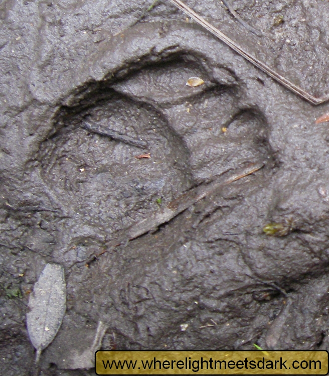 tasmanian devil footprint tracks