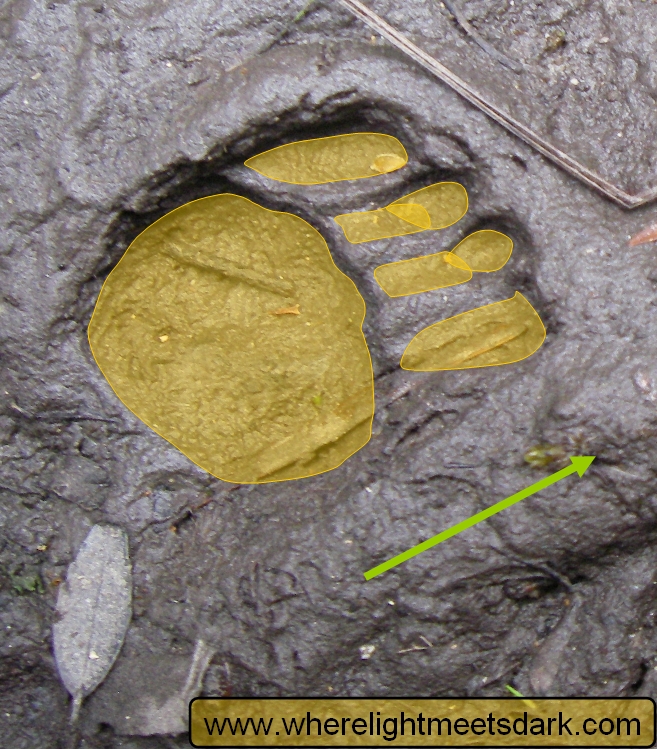 tasmanian devil footprint tracks