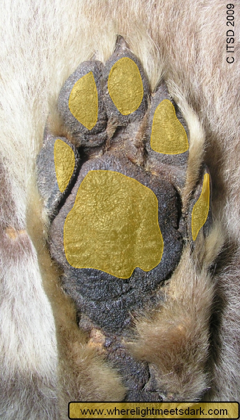 tasmanian tiger footprint track