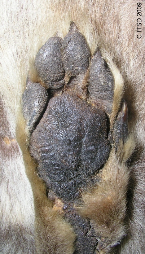 tasmanian tiger thylacine footprint track