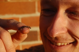Chris Rehberg hold a baby fence skink or snake-eyed skink