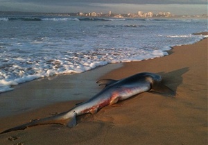 Blue shark washed up at Greenhills beach at Cronulla